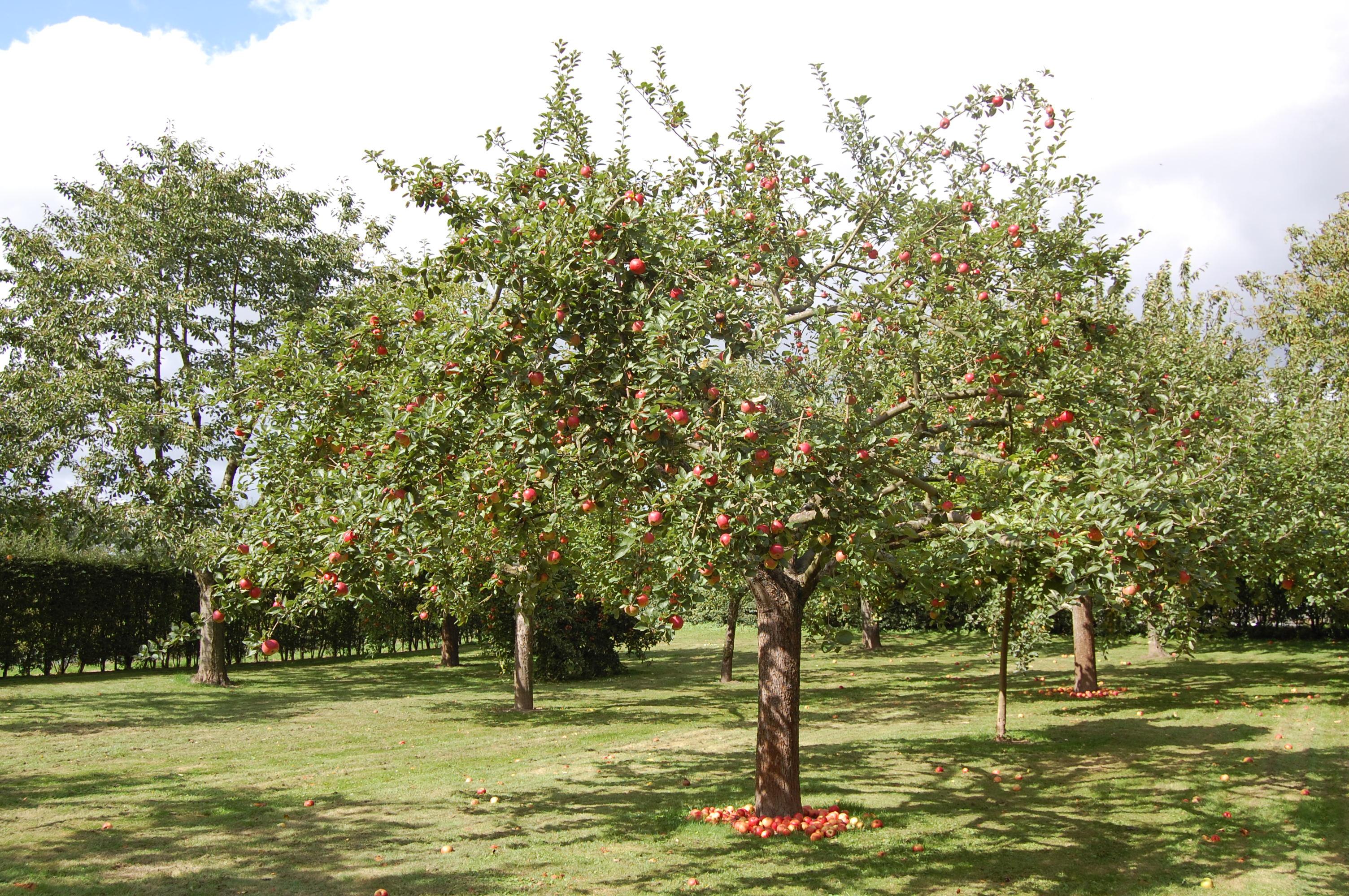 Appel_Dubbele_Bellefleur_RLZH